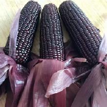 玉米與新鮮蔬菜 農(nóng)產(chǎn)品市場行情、批發(fā)采購與廠家直供指南