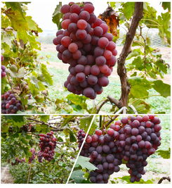 河北農(nóng)產(chǎn)品供應(yīng)基地 新鮮蔬菜批發(fā)價(jià)格與廠家直供指南