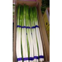 張北保鮮蔬菜出口加工廠 引領(lǐng)新鮮蔬菜批發(fā)新潮流